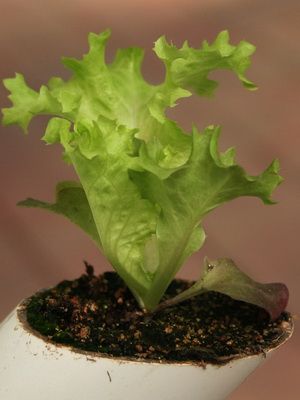 生菜食物相宜相克表 生菜食物相宜相克表